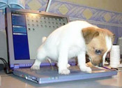 Dog Pee